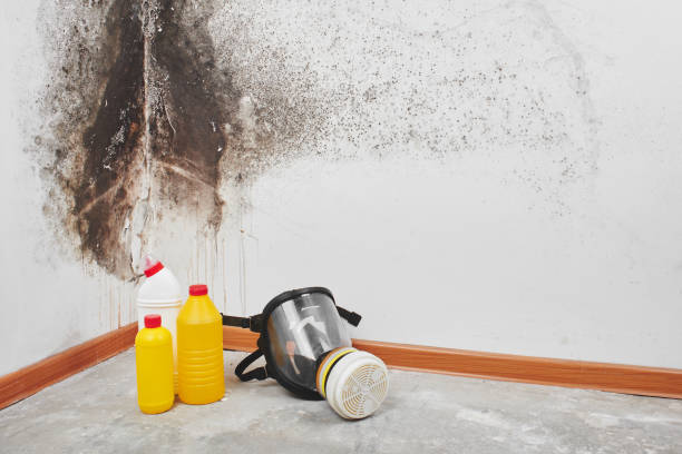 Best HVAC Mold Remediation in University City, MO