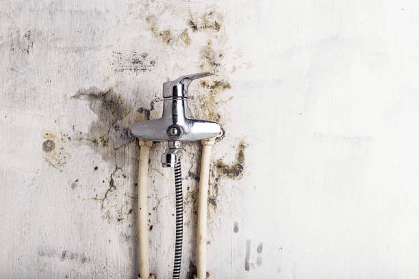 Best Bathroom Mold Remediation in University City, MO