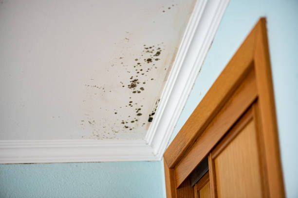 Best Mold Remediation for Specific Building Types in University City, MO