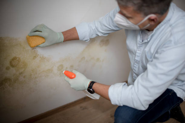 Best Mold Testing and Inspection Services in University City, MO