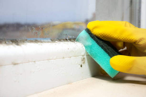 Best Crawl Space Mold Remediation in University City, MO